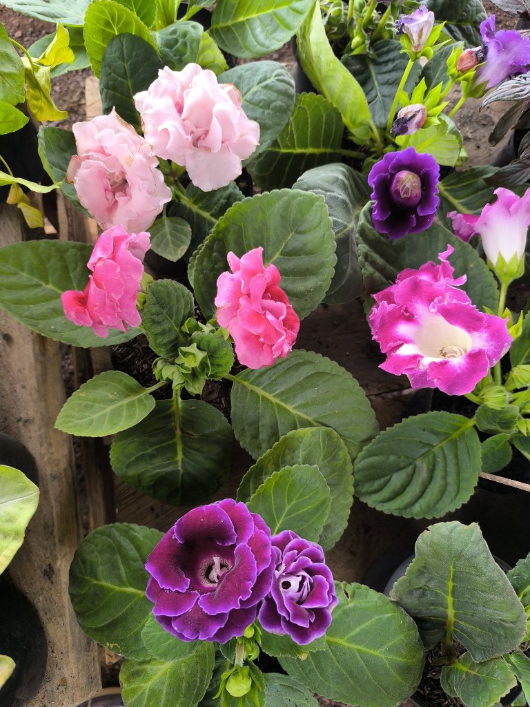 Gloxinias