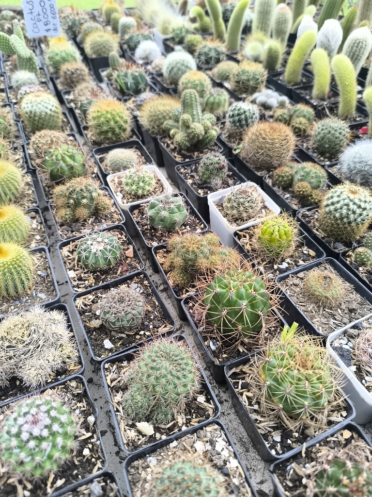 cactus p7 comun