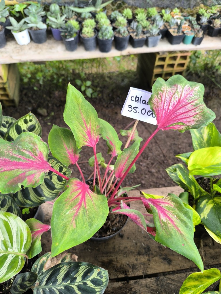 Caladium