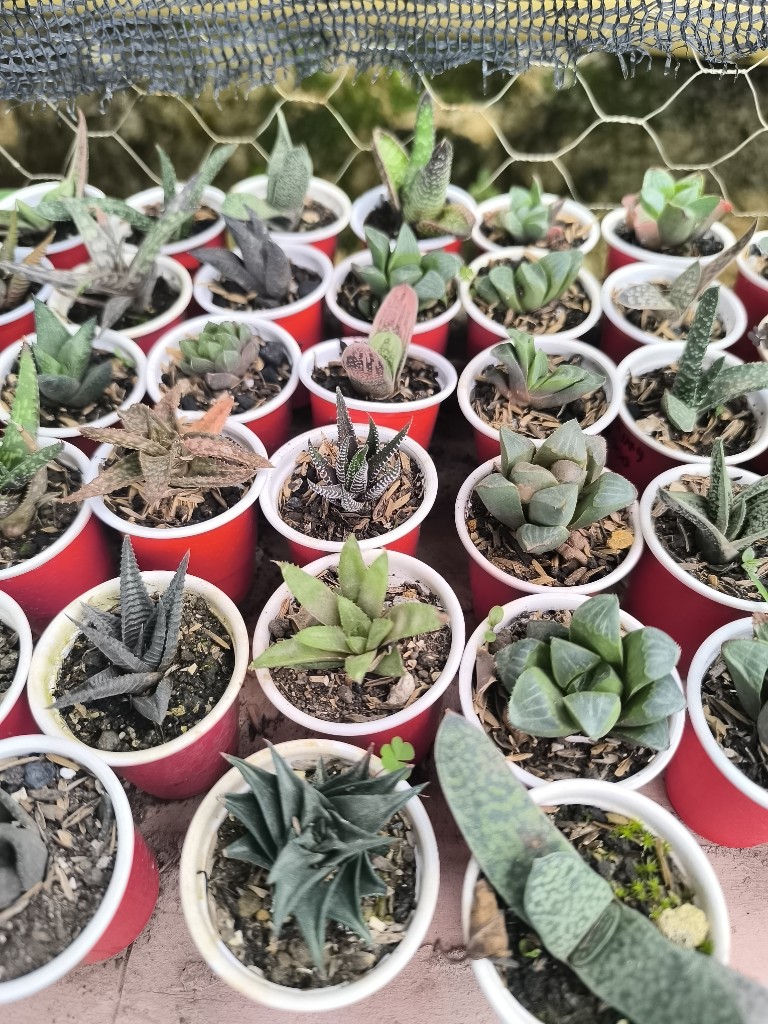 aloe copa tequilera