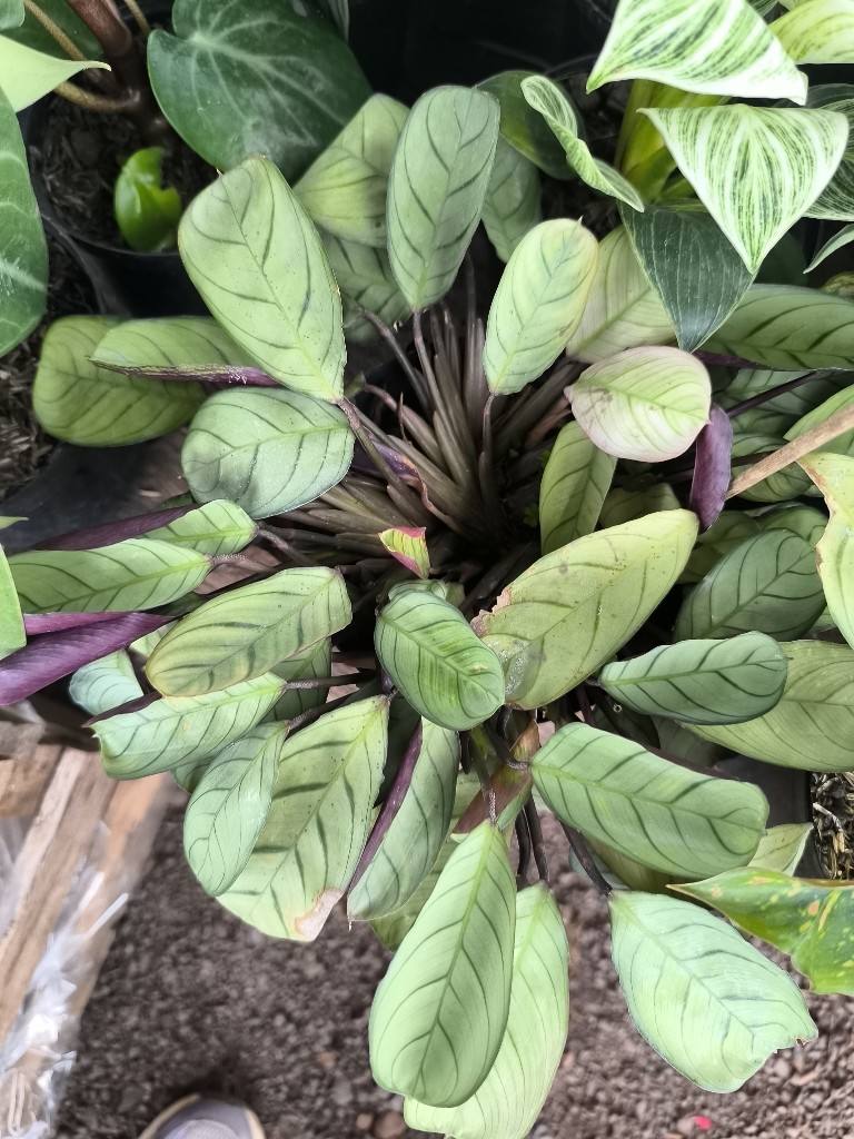 Calathea espina de pescado