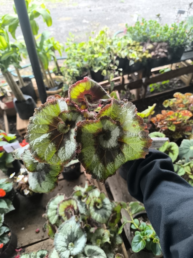 Begonia caracola
