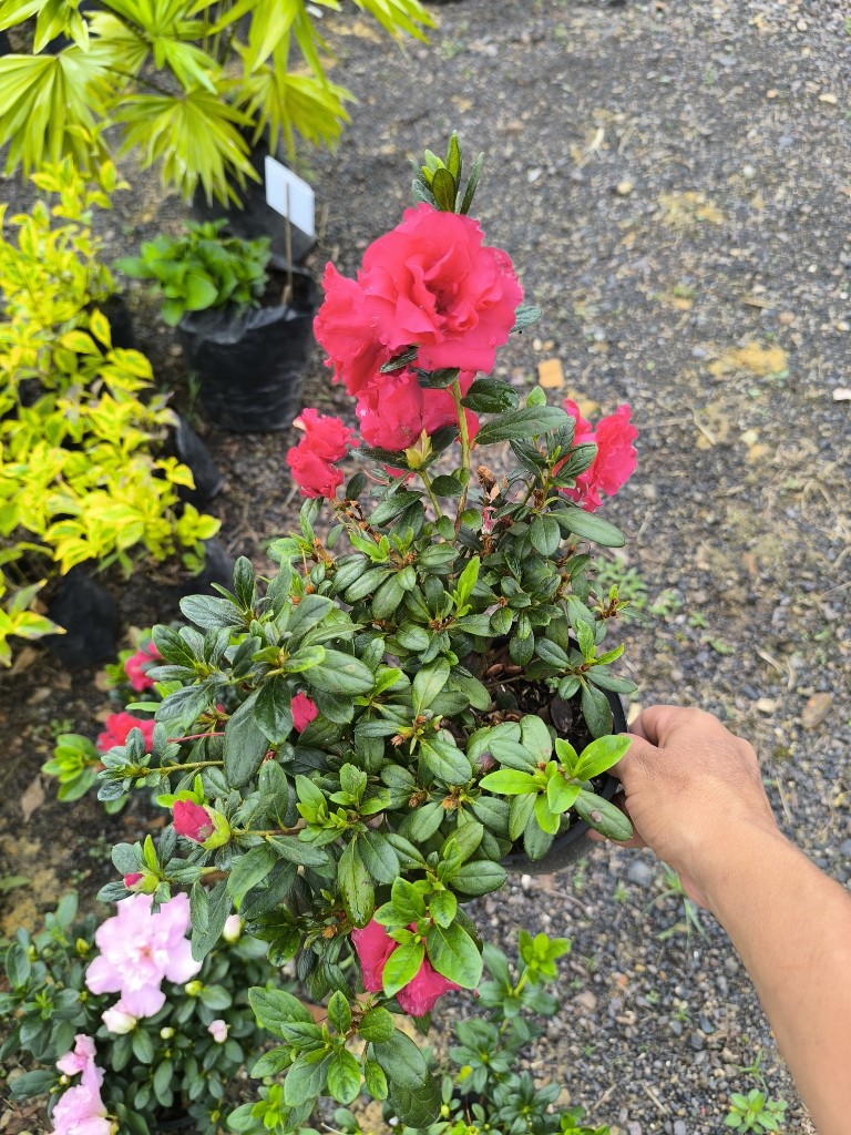 bifloras