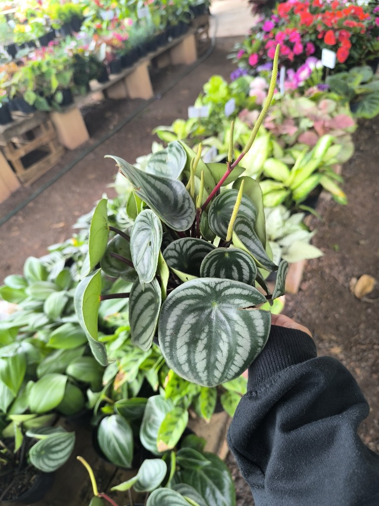 Cucharita variegada