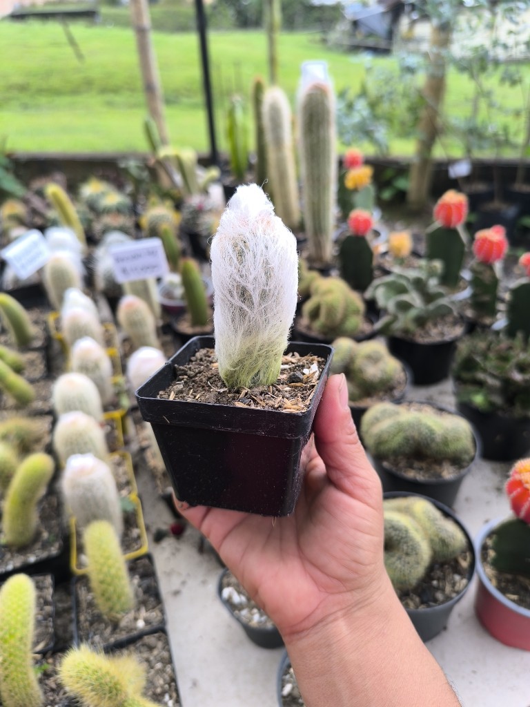 cactus ancianito comun
