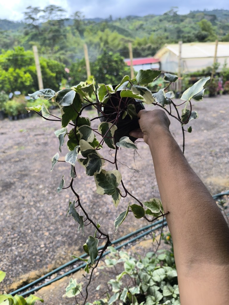 Hiedra helix