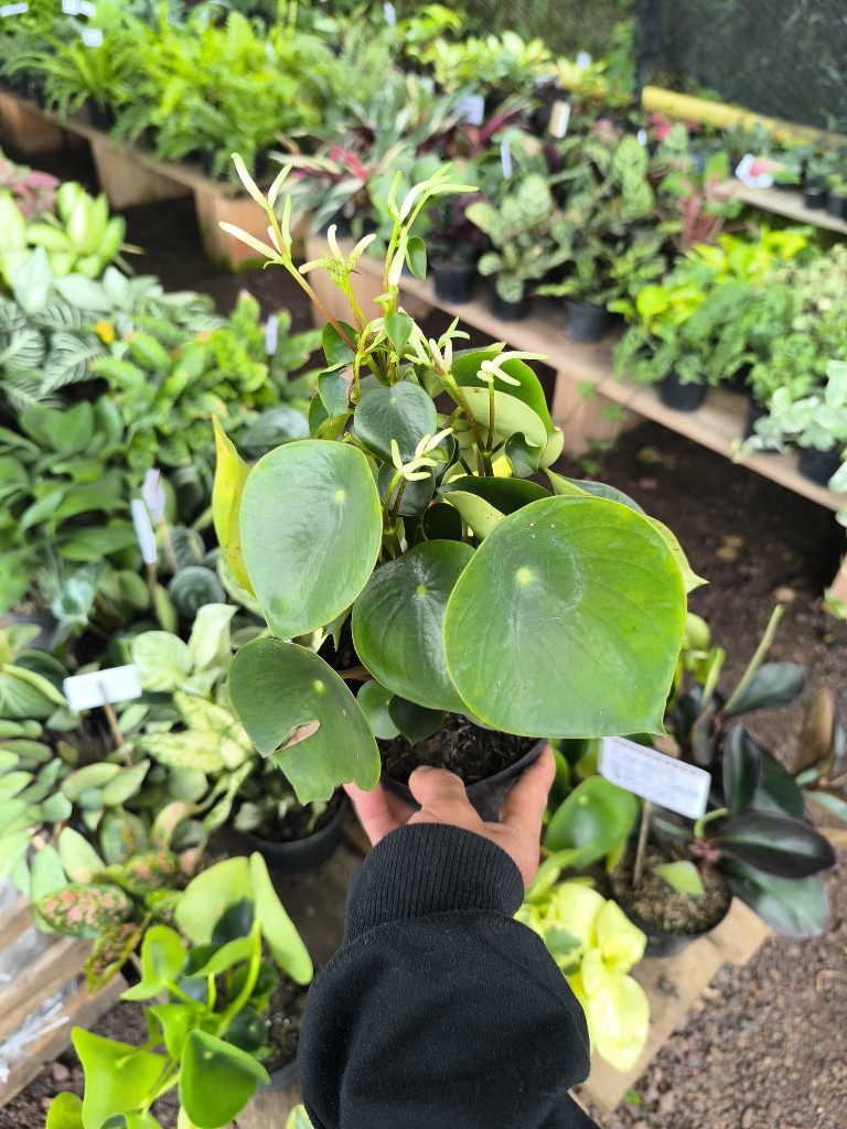 Peperomia cuchara