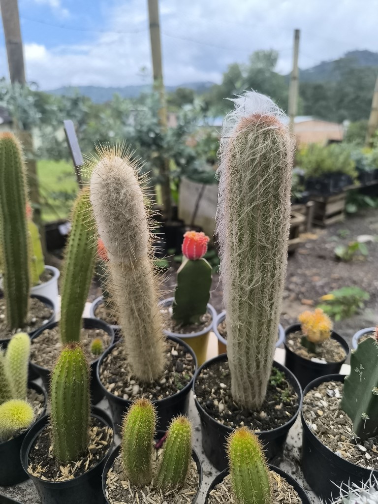cactus ancianito p10
