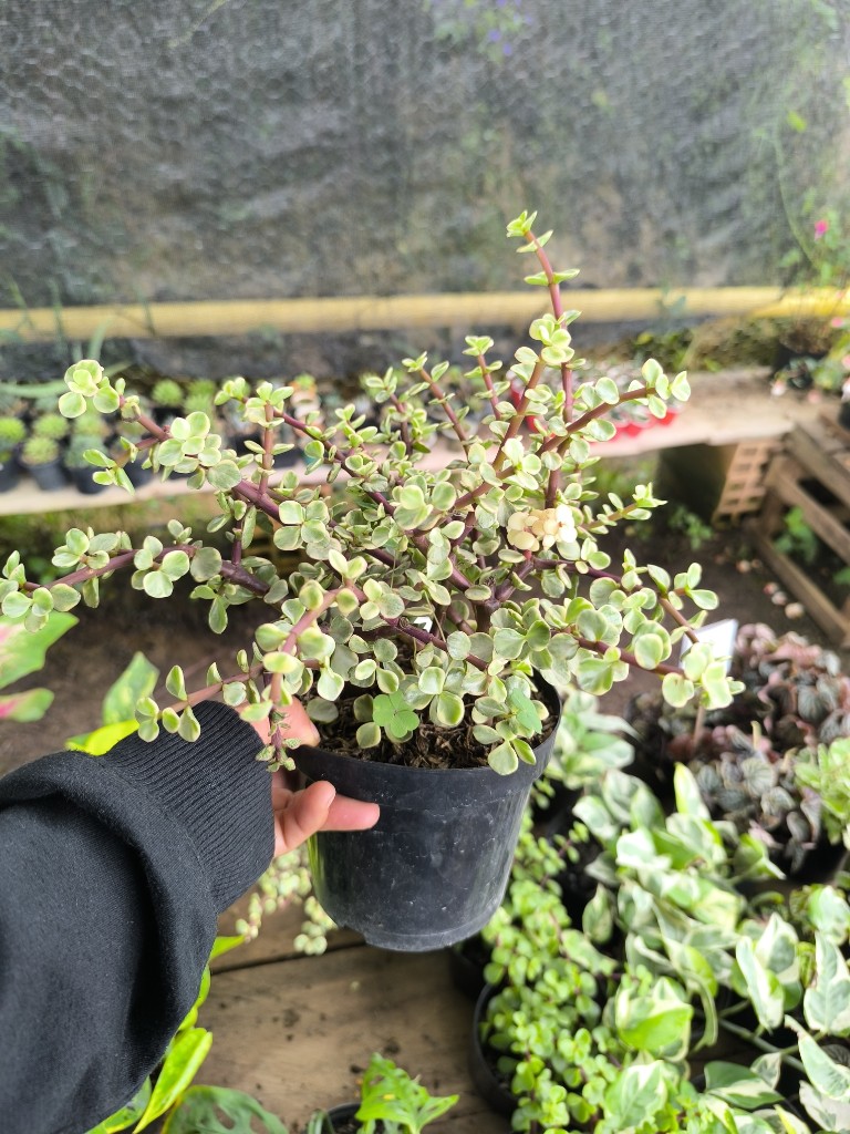 jade mini variegado