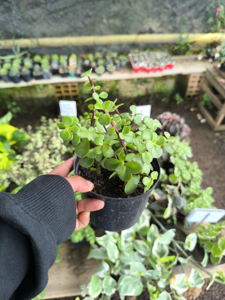 jade mini comun