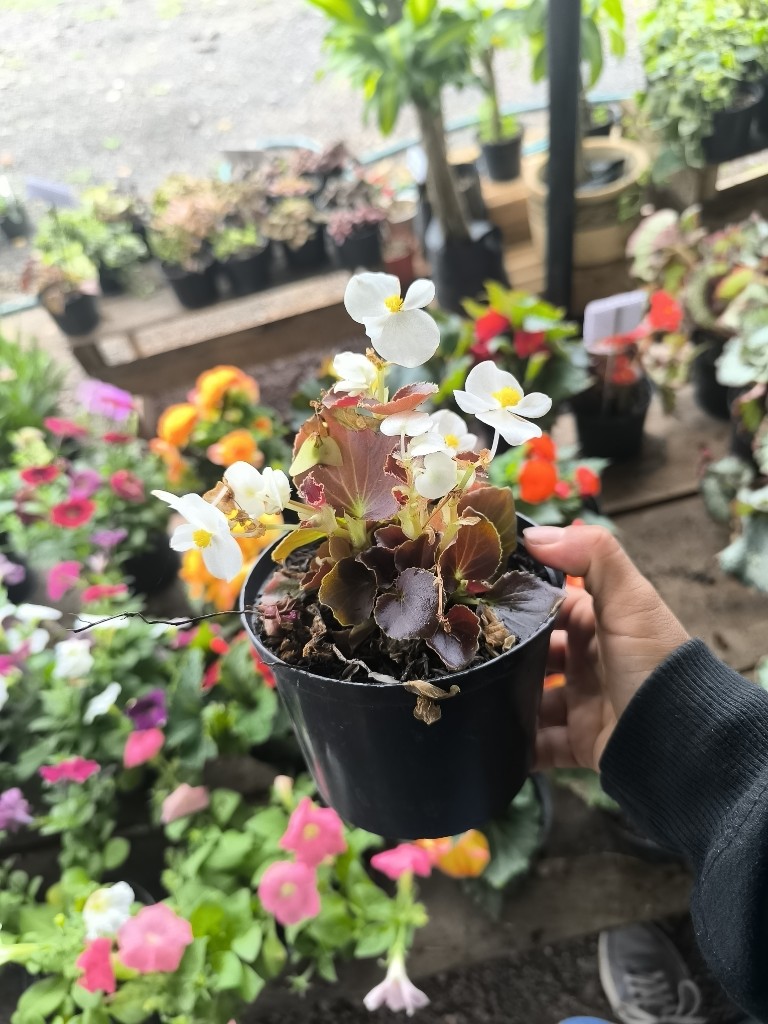Begonia pichon
