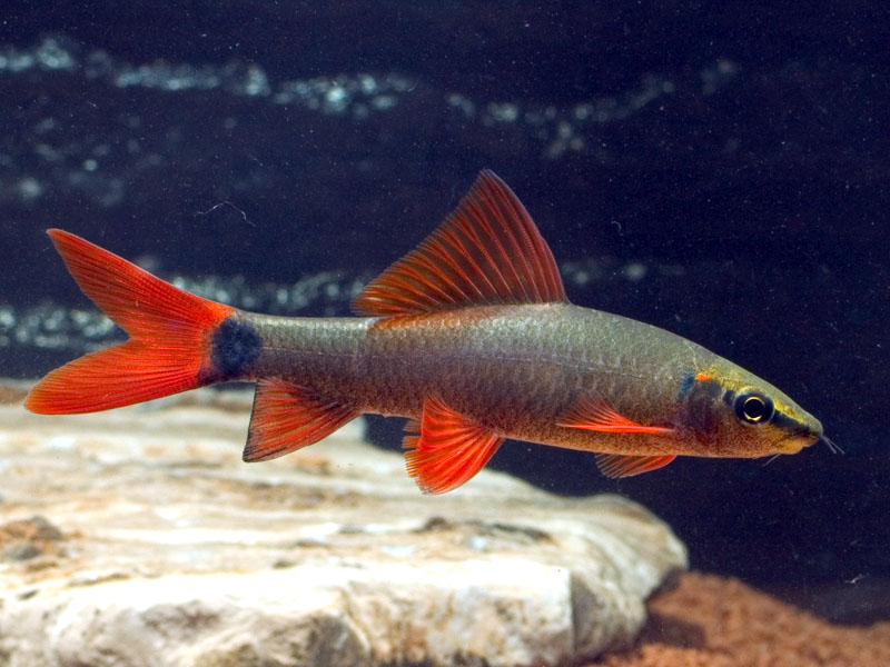 Tiburones Rainbow Shark