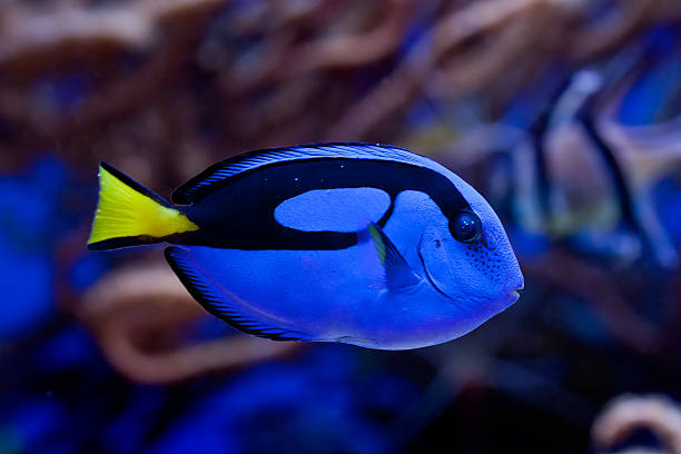 Blue Tang (Doris)