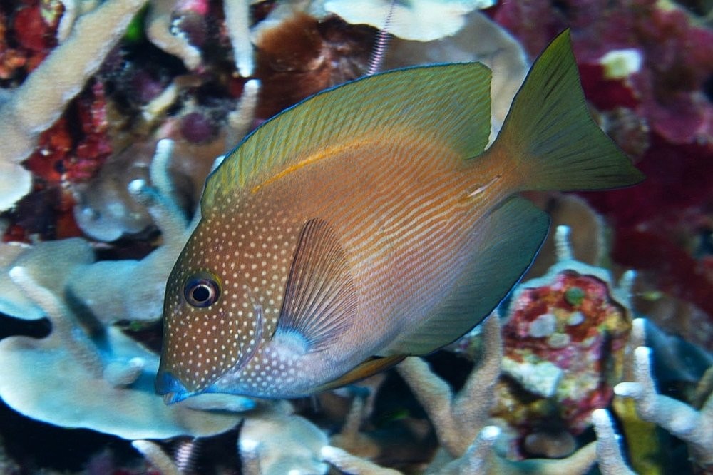 Striatus Tang M