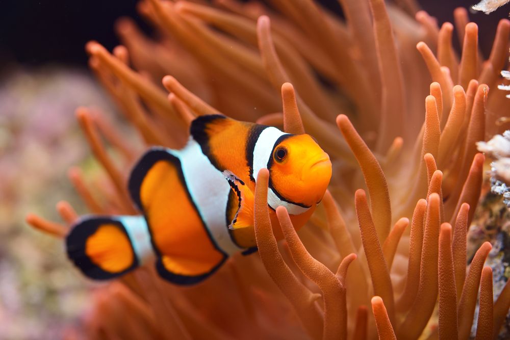 Clownfish (Nemo)