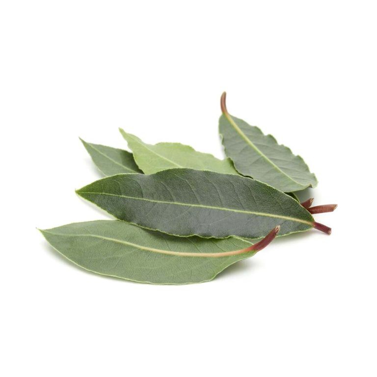 Hoja de laurel