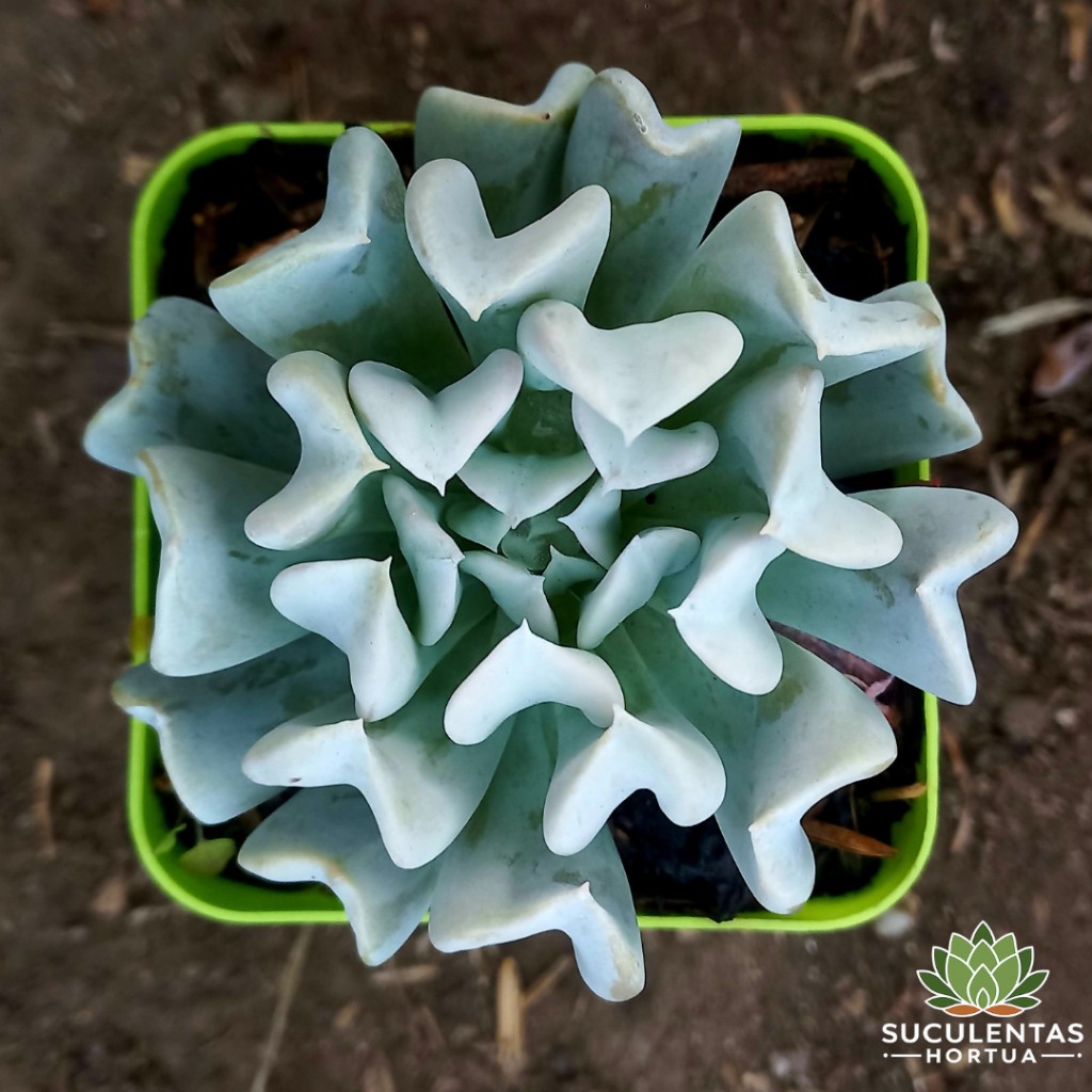 Echeveria Runyonii Topsy Turvy