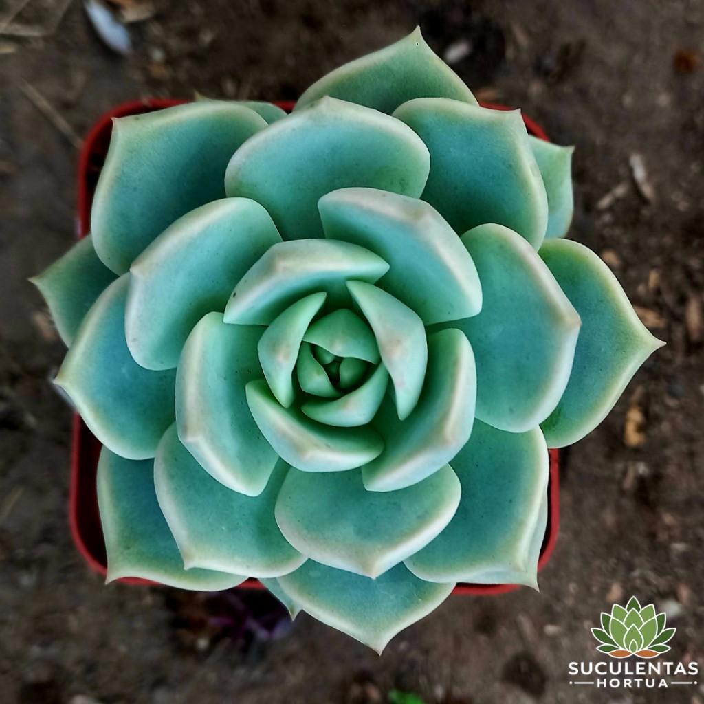 Graptoveria Titubans