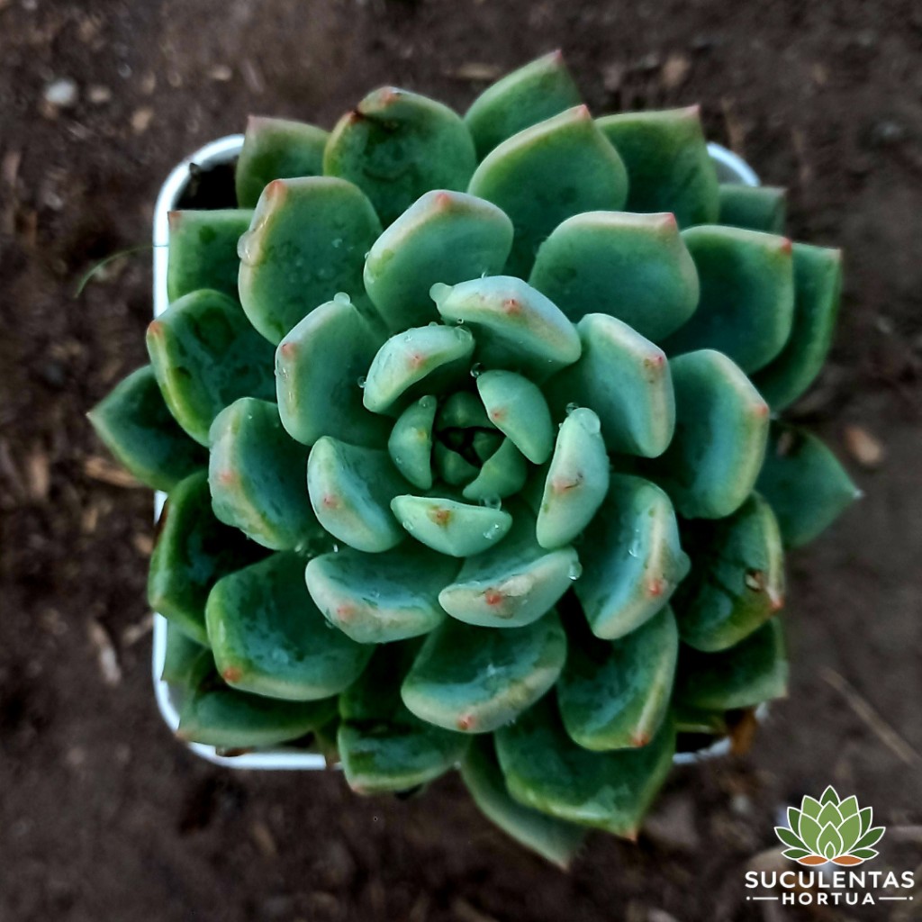 Echeveria Sp..