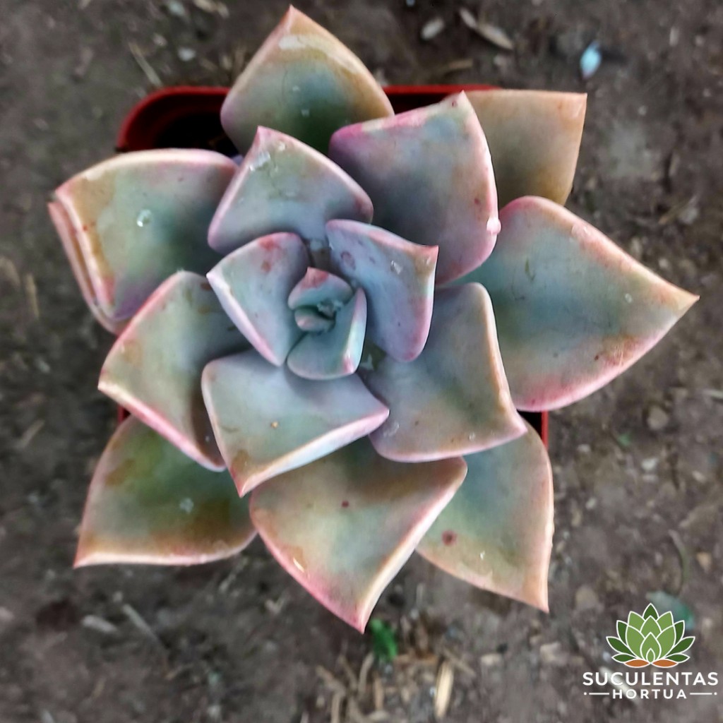 Graptoveria