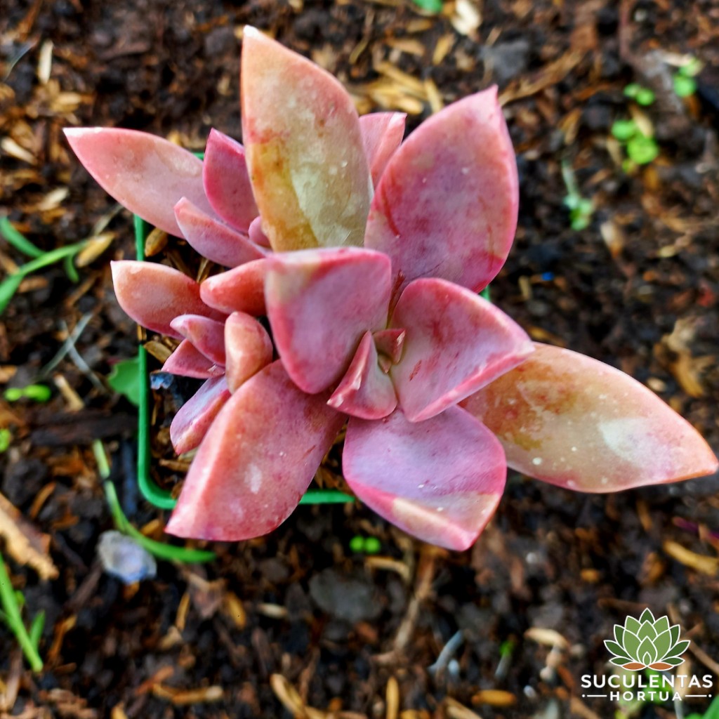Graptoveria Fred Ives