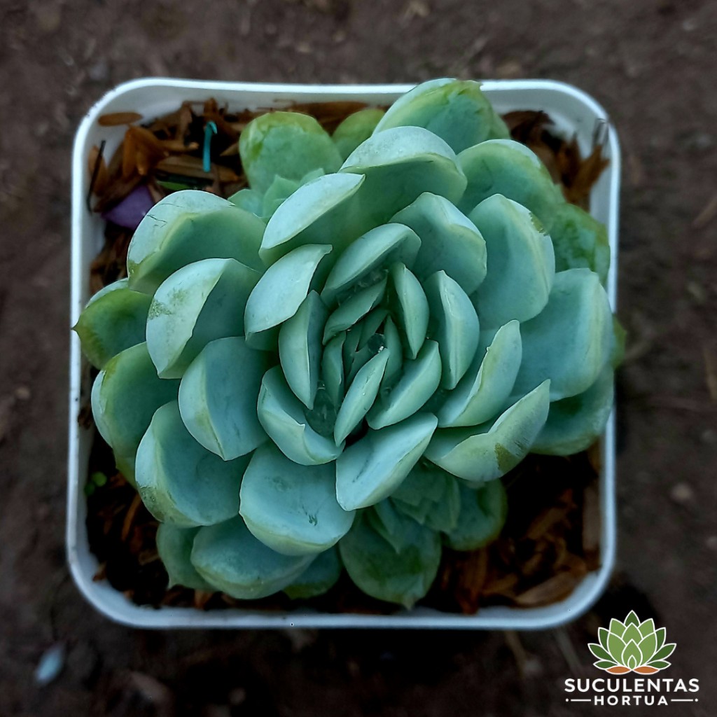 Echeveria Elegans