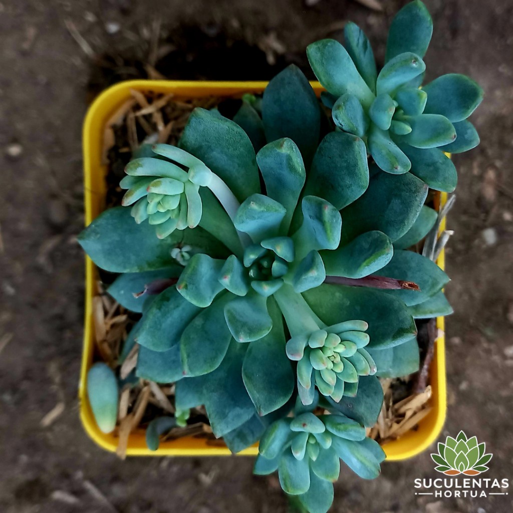 Septoveria Sp.
