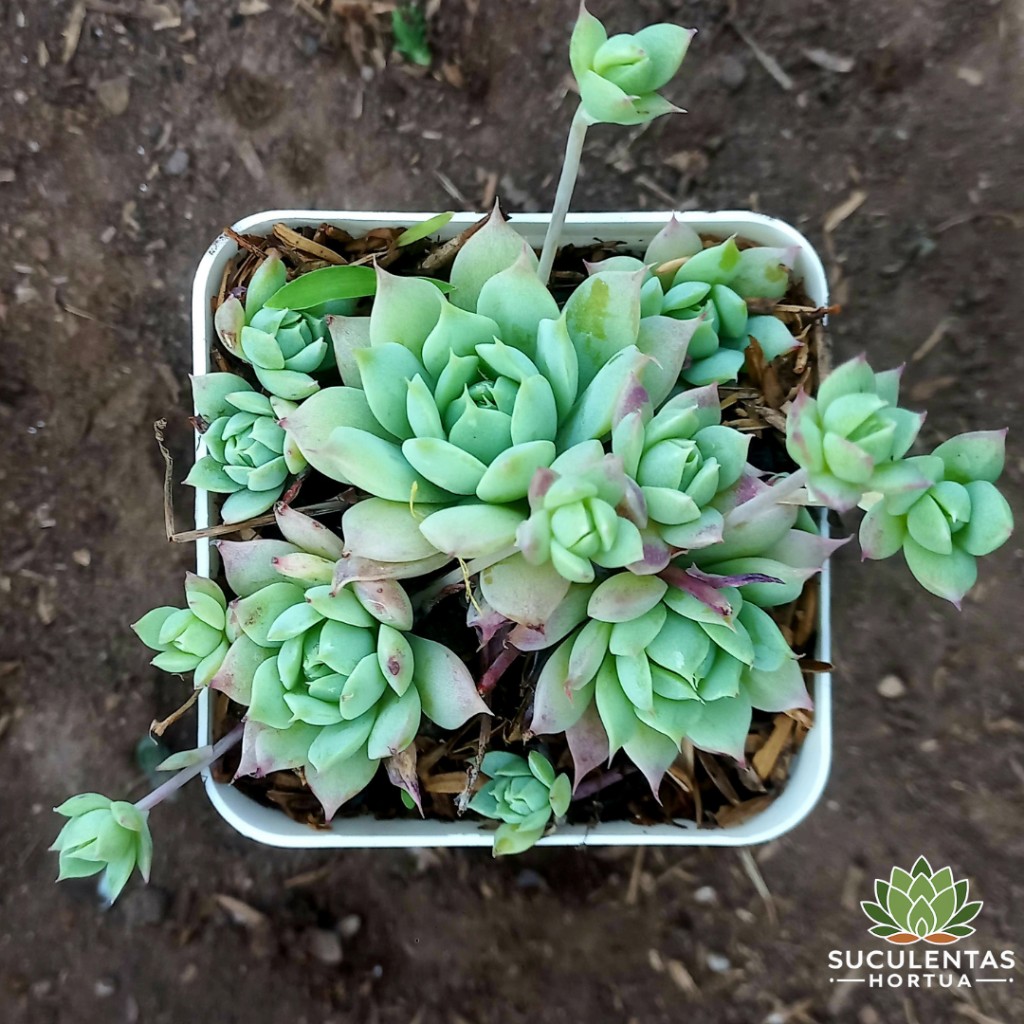 Graptopetalum Macdougallii