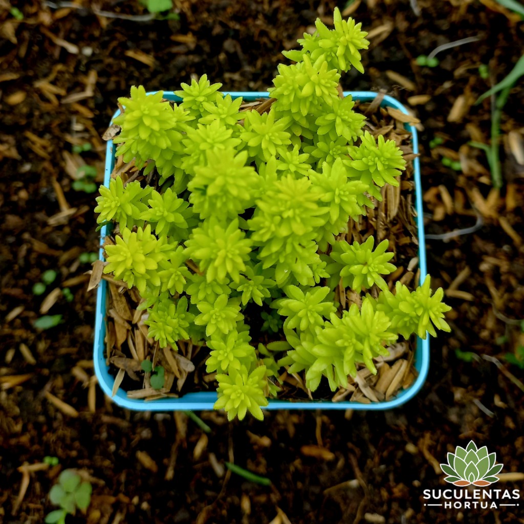 Sedum Tokio Sun