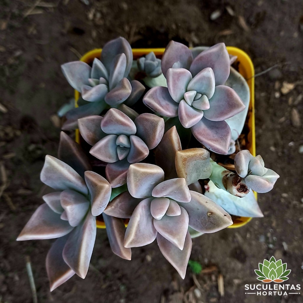 Graptopetalum Paraguayense