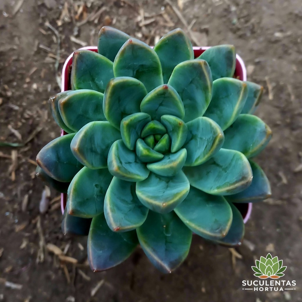 Echeveria Sp