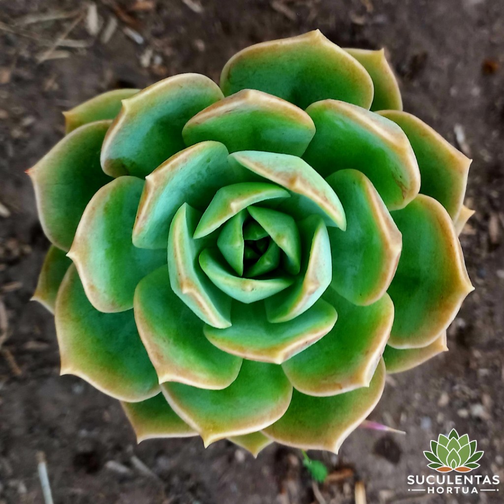 Echeveria Sp.