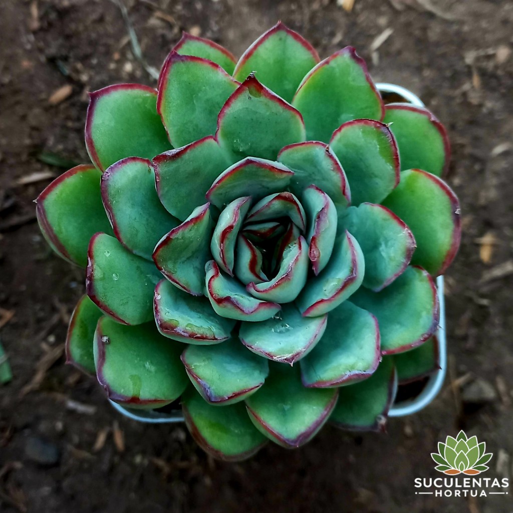 Echeveria Pullidonis