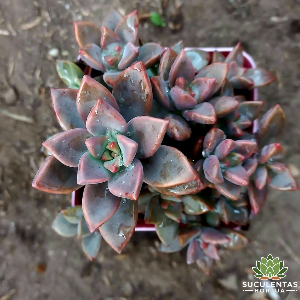 Graptosedum Bronze