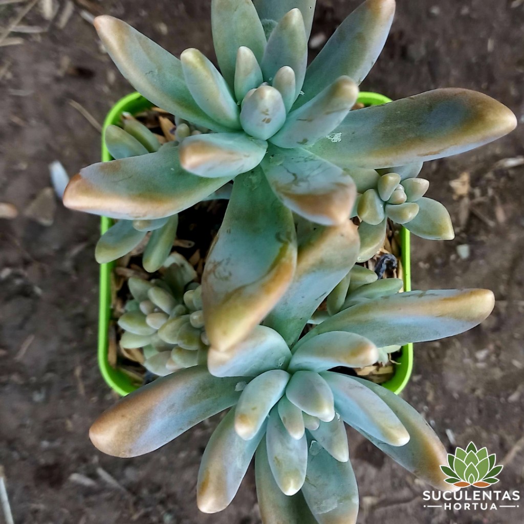 Sedeveria F. Baldi