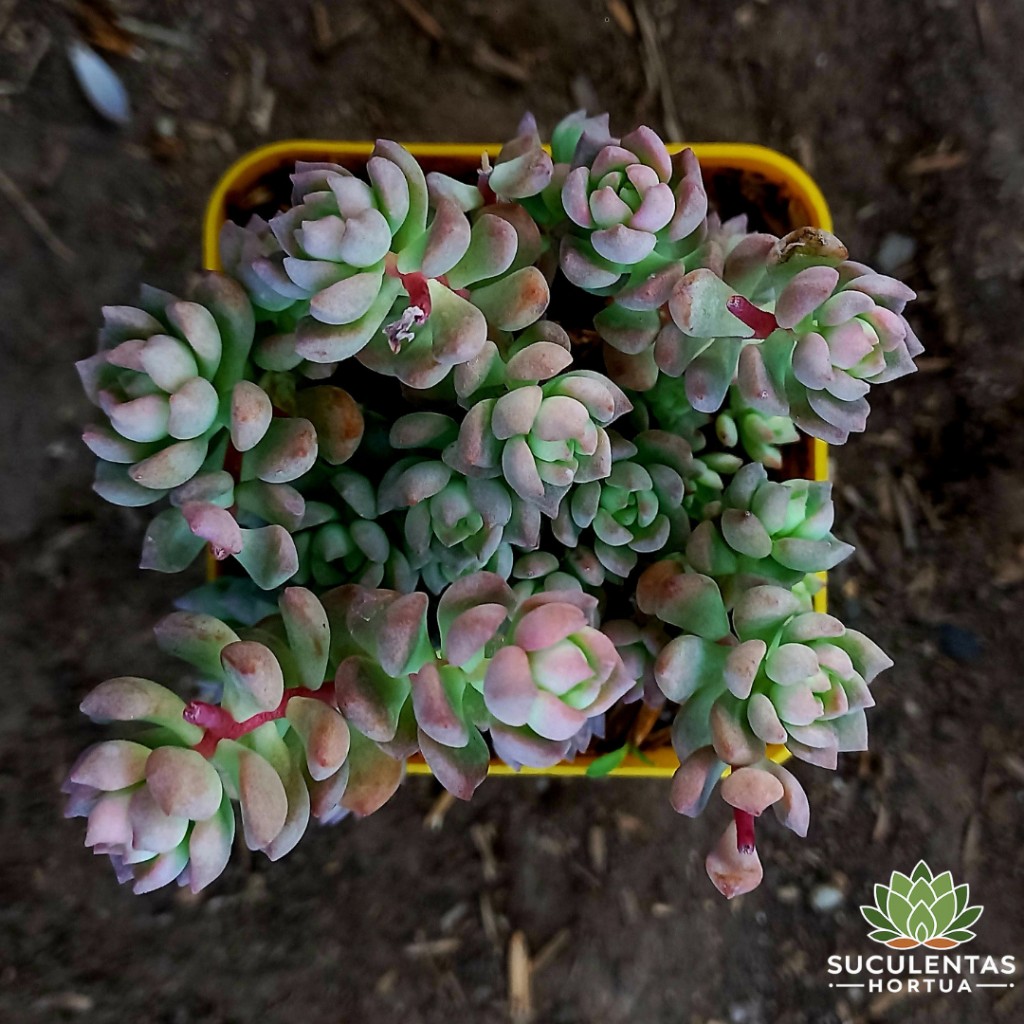 Echeveria Querencia