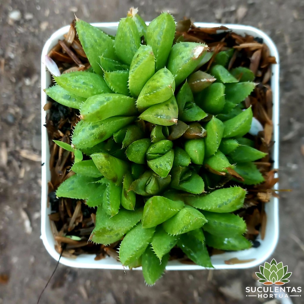Hawortia Mucronata