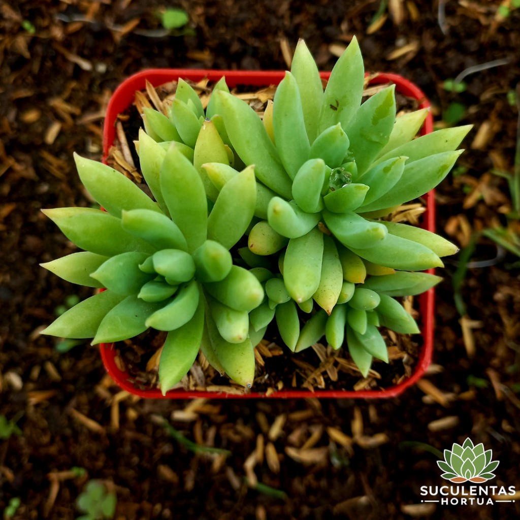 Sedum Sp.