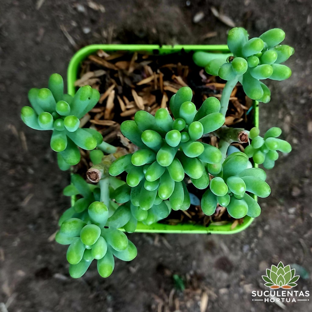 Sedum p