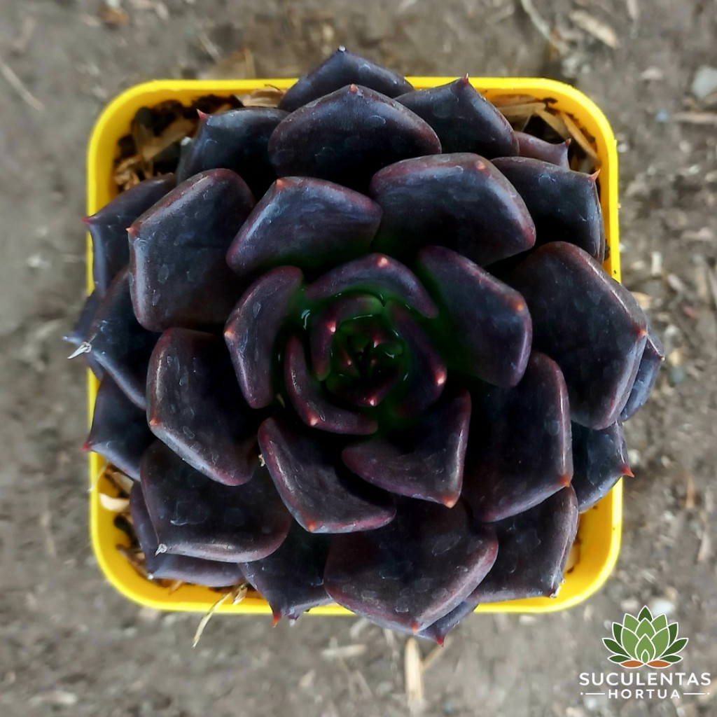 Echeveria Black Prince