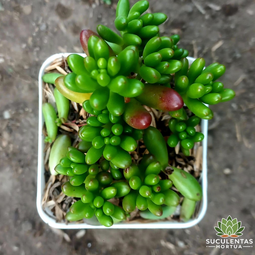 Sedum Rubitincum