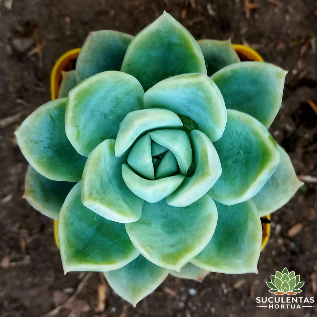 Graptoveria Fantome