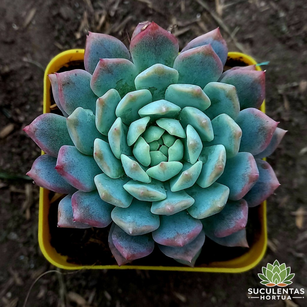 Echeveria Prolifica