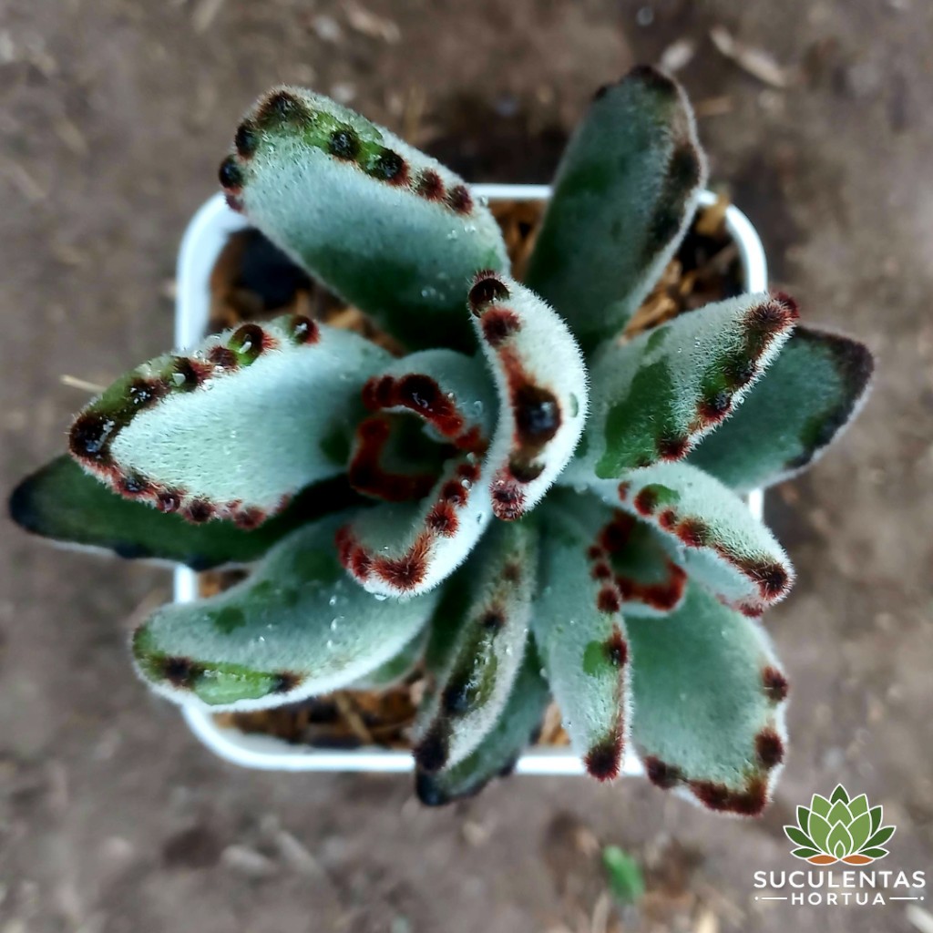 Kalanchoe Tomentosa