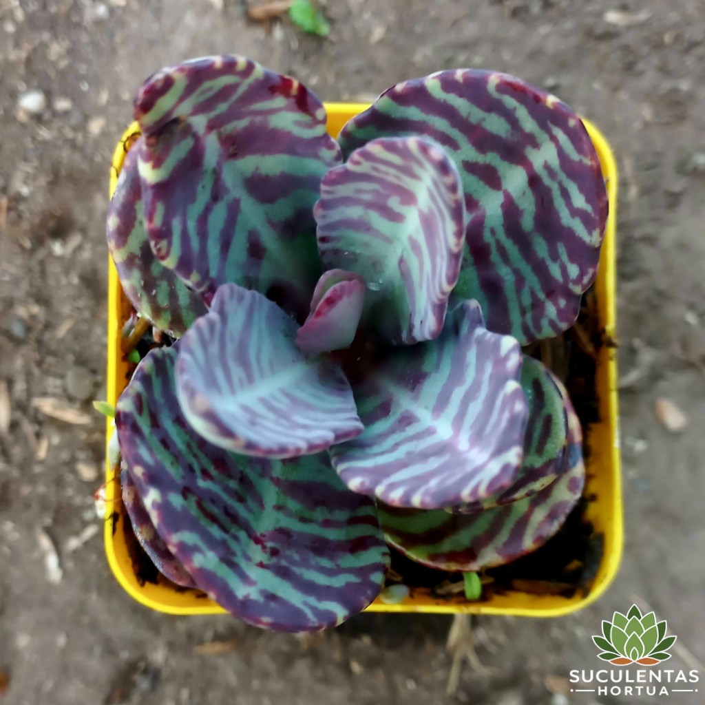 Kalanchoe Humilis