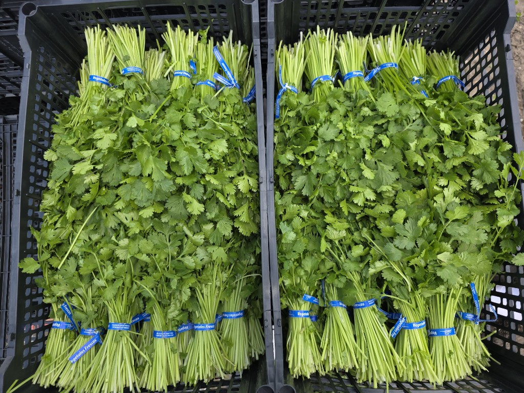 Cilantro