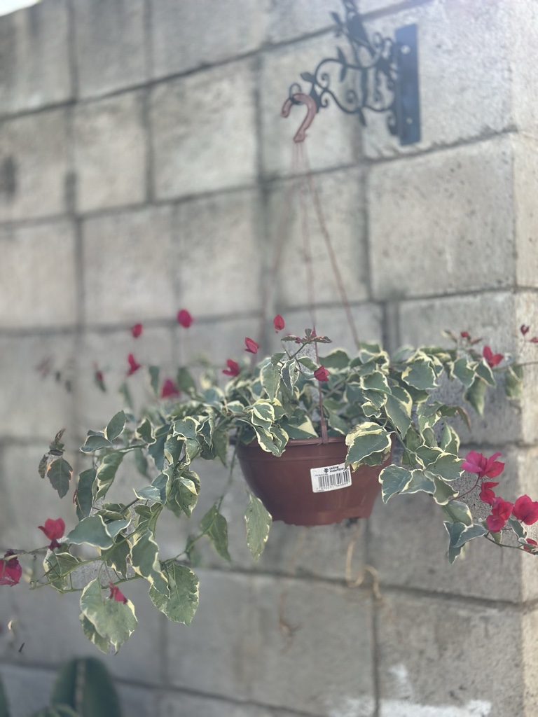 Primavera Pendente