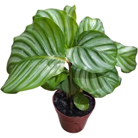 Maranta Melancia