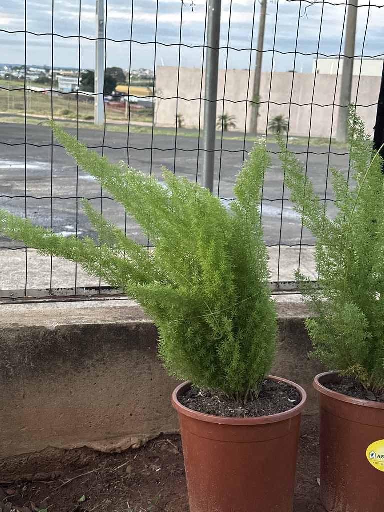 Aspargo pluma ( asparagus densiflorus )