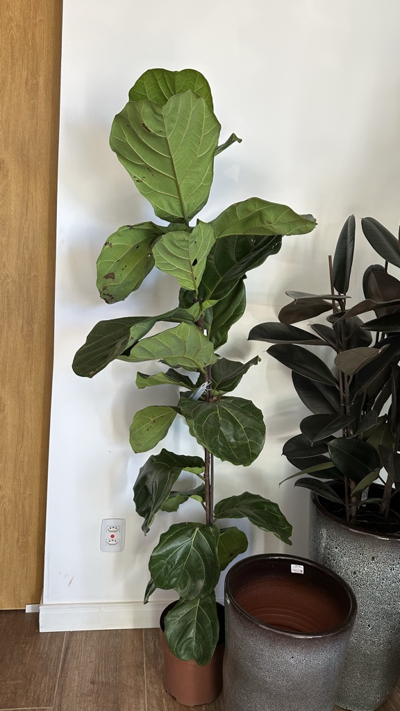 Ficus Lyrata